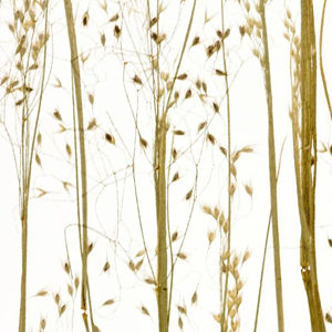 Clari-T Sample - Rice Grass 22